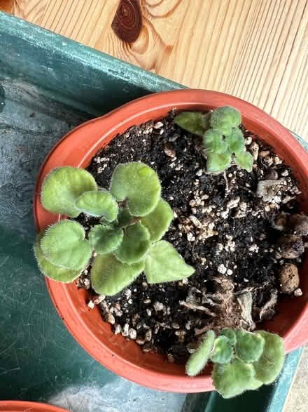 Photo of free African violet plants (Knotty Green HP9) #3