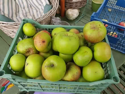 Photo of free Bramley cooking apples (New Malden KT3) #1