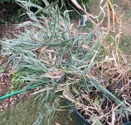 Photo of free Variegated grass nr Lt Waltham (CM3) #1