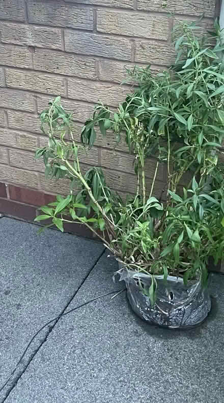 Photo of free Outdoor plant : Centranthus (B27, Acocks Green.B27) #4