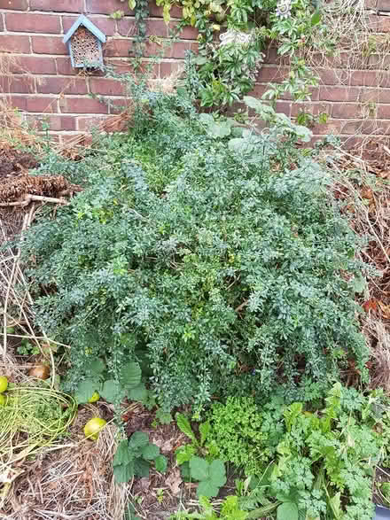 Photo of free Broom bush (CH47) #1