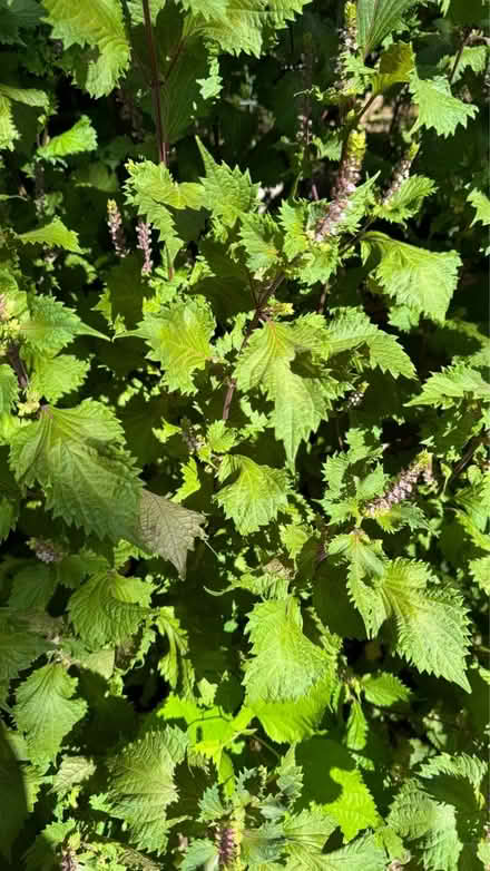 Photo of free Shiso (Perilla) plants/leaves (Bridgewater) #2