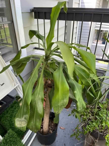 Photo of free 4 plants (32792) #3