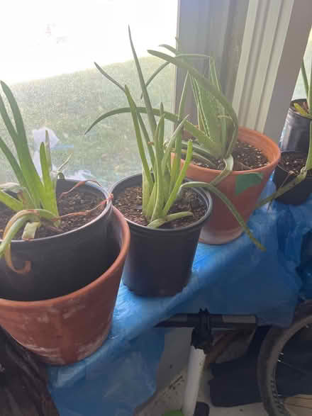 Photo of free Aloe plants (Downtown Guelph) #2