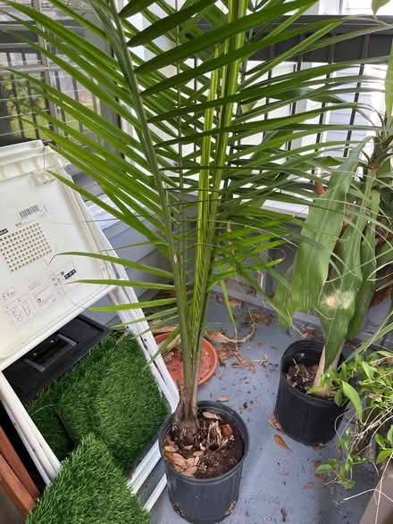 Photo of free 4 plants (32792) #2
