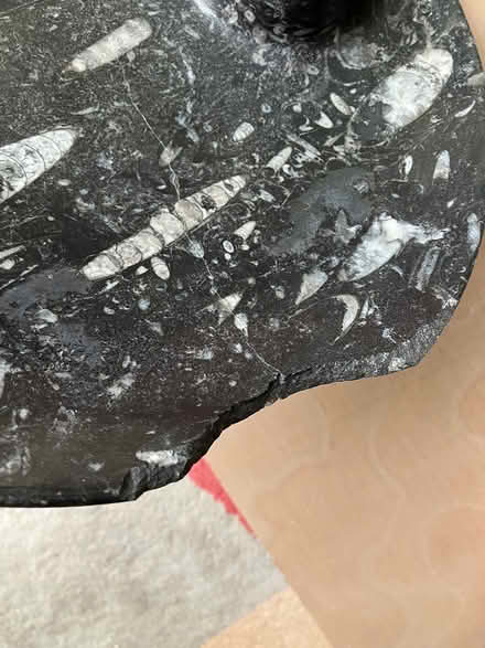 Photo of free Fossil plate damaged (Swindon SN25) #3