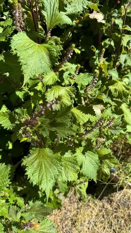 Photo of free Shiso (Perilla) plants/leaves (Bridgewater) #3