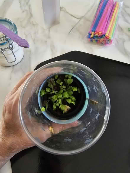 Photo of free Plant, straws, spoons (Westminster & Springdale) #3