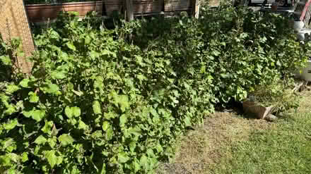 Photo of free Shiso (Perilla) plants/leaves (Bridgewater) #1