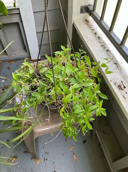 Photo of free 4 plants (32792) #4