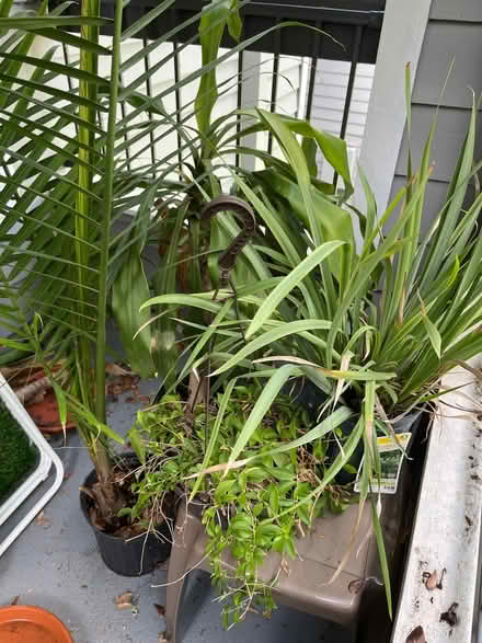 Photo of free 4 plants (32792) #1