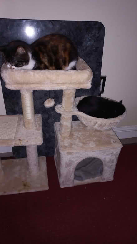 Photo of free Cat tree (portsmouth) #1