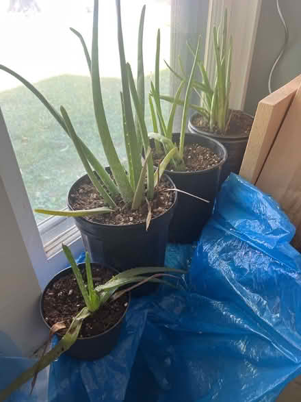Photo of free Aloe plants (Downtown Guelph) #1
