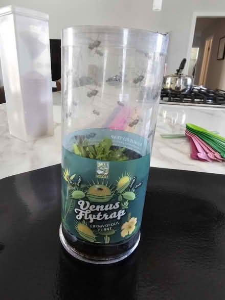 Photo of free Plant, straws, spoons (Westminster & Springdale) #2