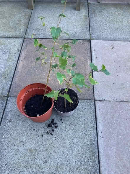 Photo of free Silver birch saplings (Trinity, North Edinburgh EH5) #1