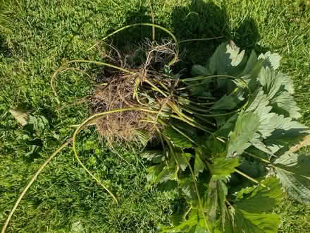 Photo of free Strawberry runners (Cefnsuran Farm LD7) #1
