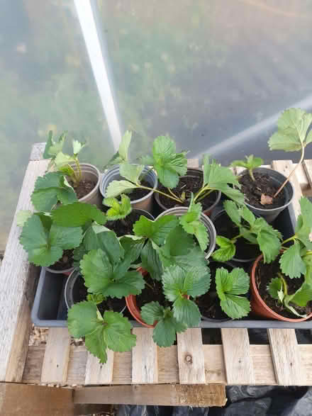 Photo of free Strawberry plants (Balgillo DD5) #1