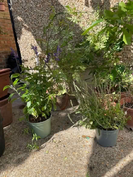 Photo of free Garden Plants (Fratton PO1) #2