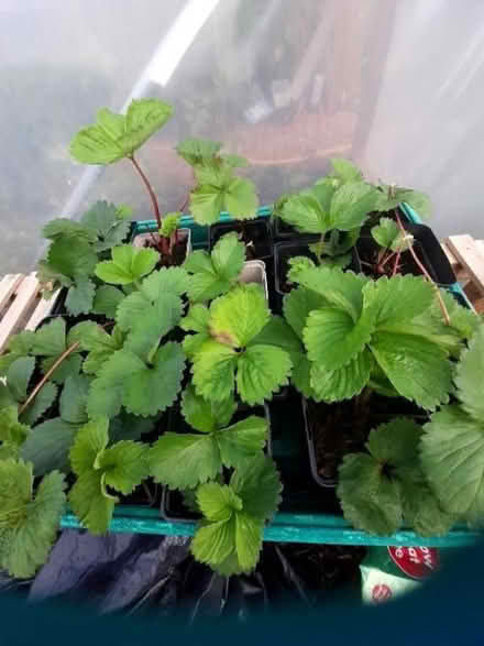 Photo of free Strawberry plants (Balgillo DD5) #2