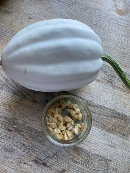 Photo of free Organic squash seeds (Herne Hill, SE24) #1