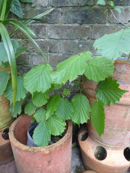 Photo of free Sapling trees (Eastbourne BN21) #1