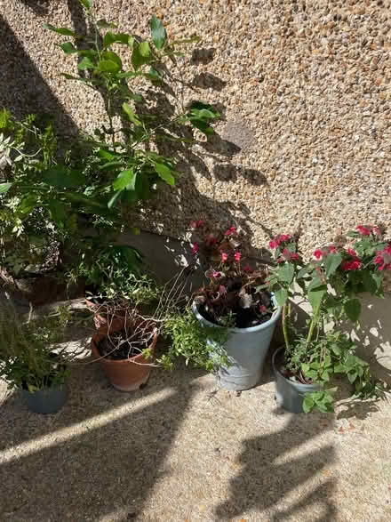 Photo of free Garden Plants (Fratton PO1) #3