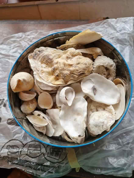Photo of free Local Sea Shells (CT2) #1