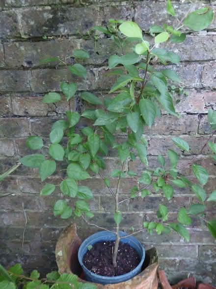 Photo of free Sapling trees (Eastbourne BN21) #2
