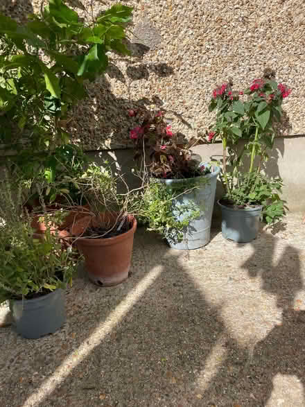 Photo of free Garden Plants (Fratton PO1) #1