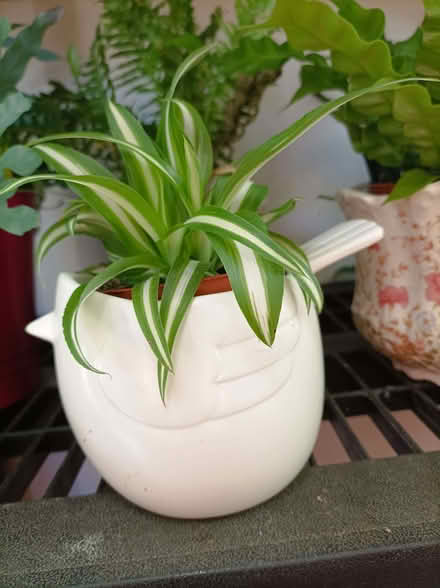Photo of Houseplant pots (Chippenham SN15) #1