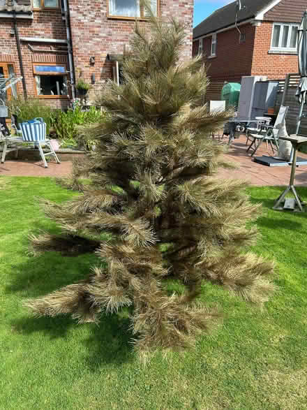 Photo of free Lovely large Christmas tree (Waterlooville PO7) #2