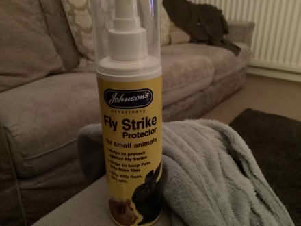 Photo of free Flystrike (Southdown AL5) #1