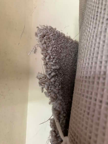 Photo of free New carpet (Southgate N14) #2