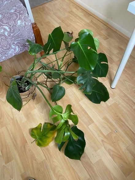 Photo of free House Plants (Hulland Ward DE6) #3