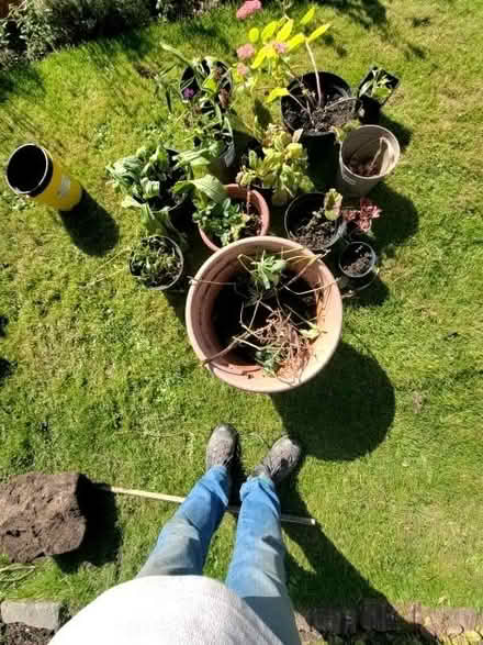 Photo of free Plants (Helensburgh G84) #1