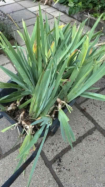 Photo of free Purple Iris Plants (Princes Risborough HP27) #1