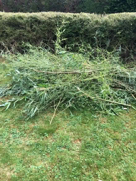 Photo of free Bamboo (Kingsclere RG20) #1