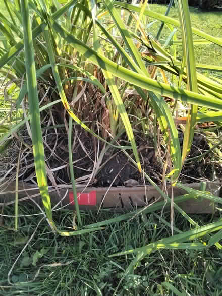 Photo of free Curb Alert: Perennial Plants (Bells Corners) #2