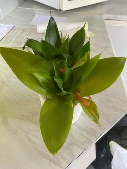 Photo of free House Plants (Hulland Ward DE6) #4