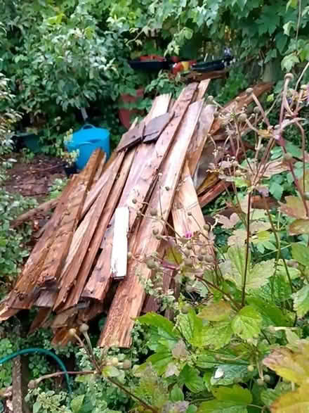 Photo of free Old fence slats (Doxey ST16) #2