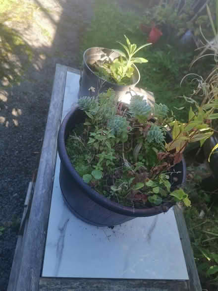 Photo of free Kitchen or outdoor shelving (old) (Whalley range M16 7) #2