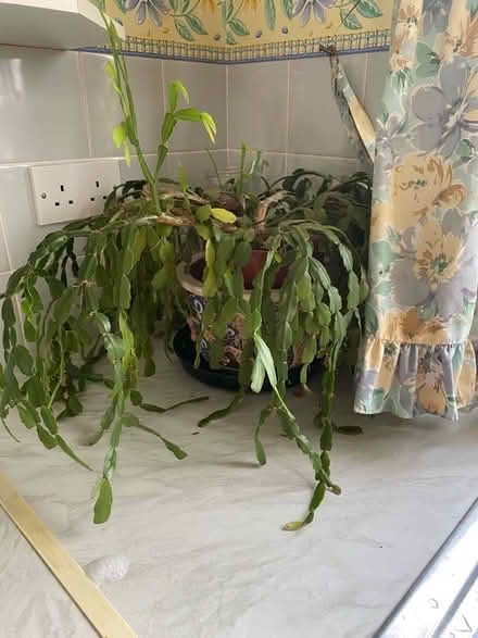 Photo of free House Plants (Hulland Ward DE6) #2
