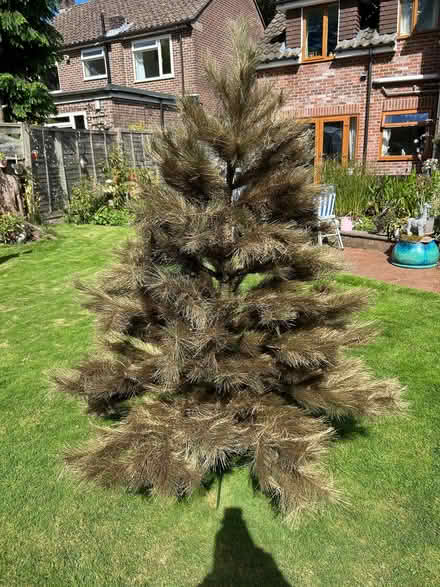 Photo of free Lovely large Christmas tree (Waterlooville PO7) #1