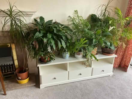 Photo of free House Plants (Hulland Ward DE6) #1