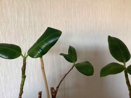 Photo of free Rubber plant (Rushwick WR2) #2