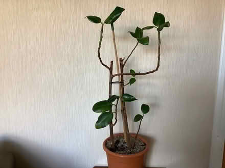 Photo of free Rubber plant (Rushwick WR2) #1