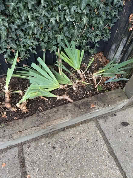 Photo of free Purple Iris Plants (Princes Risborough HP27) #2