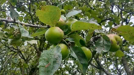 Photo of free Cooking apples (Pannal HG2) #1