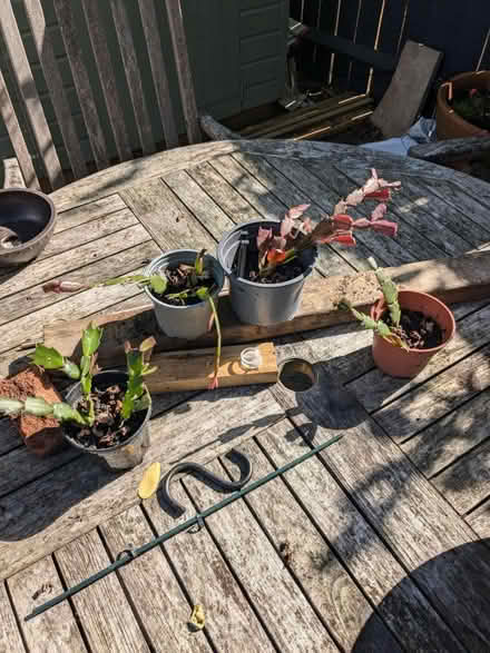 Photo of free Rooted Christmas cactus cuttings (SE21) #1