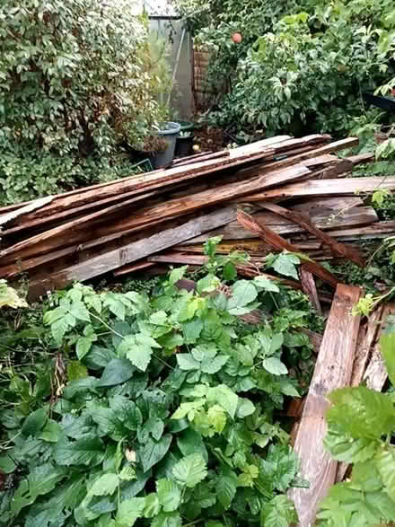 Photo of free Old fence slats (Doxey ST16) #1